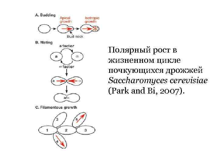 Полярный рост в жизненном цикле почкующихся дрожжей Saccharomyces cerevisiae (Park and Bi, 2007). 