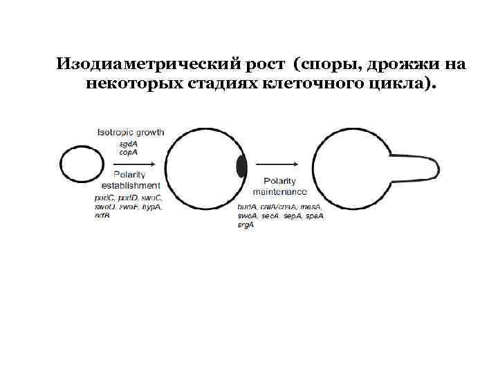 Изодиаметрический рост (споры, дрожжи на некоторых стадиях клеточного цикла). 