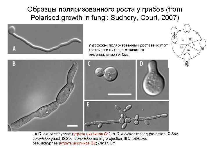 Образцы поляризованного роста у грибов (from Polarised growth in fungi: Sudnery, Court, 2007) У