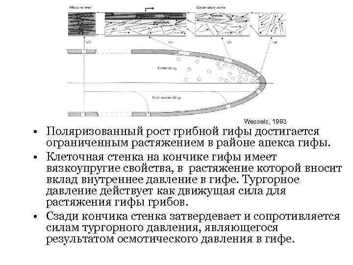 Wessels, 1993 • Поляризованный рост грибной гифы достигается ограниченным растяжением в районе апекса гифы.