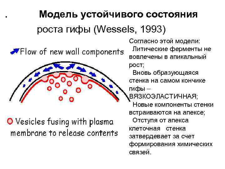 . Модель устойчивого состояния роста гифы (Wessels, 1993) Согласно этой модели: Литические ферменты не