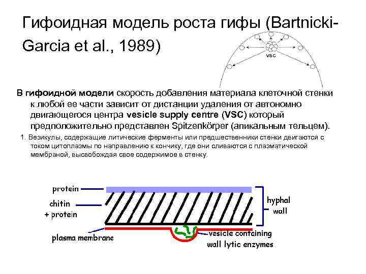 Гифоидная модель роста гифы (Bartnicki. Garcia et al. , 1989) В гифоидной модели скорость