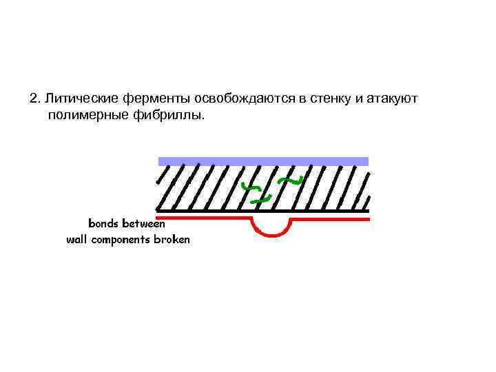 2. Литические ферменты освобождаются в стенку и атакуют полимерные фибриллы. 