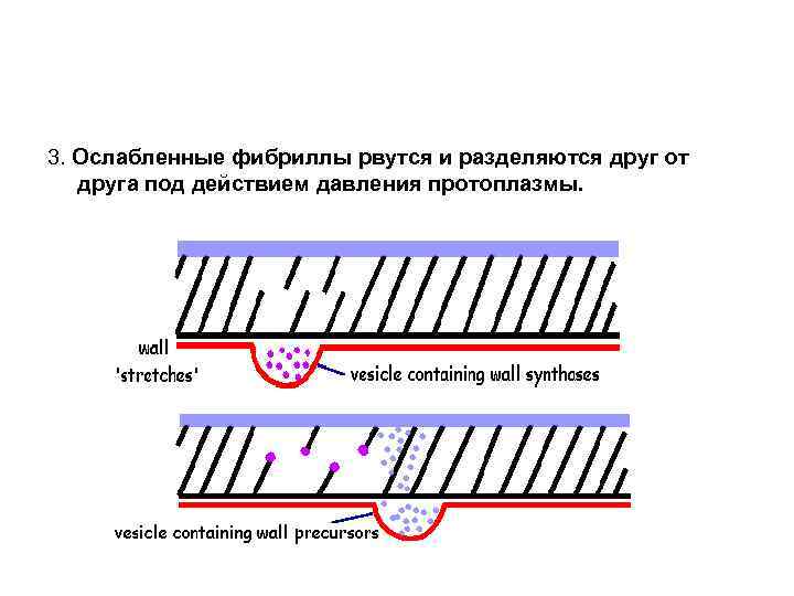 3. Ослабленные фибриллы рвутся и разделяются друг от друга под действием давления протоплазмы. 