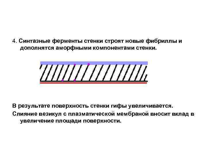 4. Синтазные ферменты стенки строят новые фибриллы и дополнятся аморфными компонентами стенки. В результате