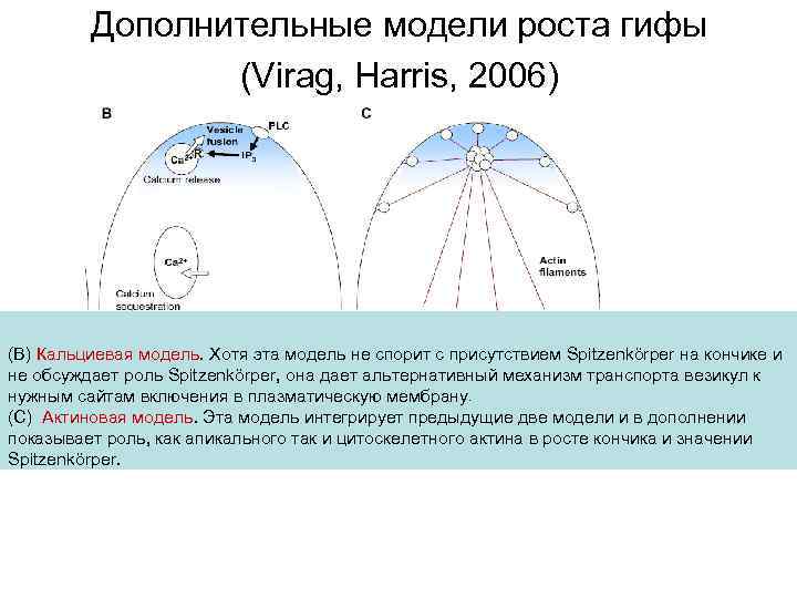 Дополнительные модели роста гифы (Virag, Harris, 2006) (В) Кальциевая модель. Хотя эта модель не