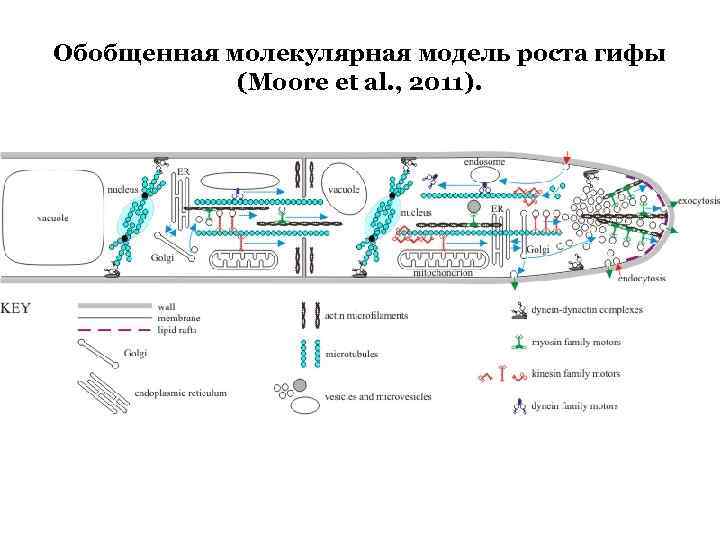 Обобщенная молекулярная модель роста гифы (Moore et al. , 2011). 