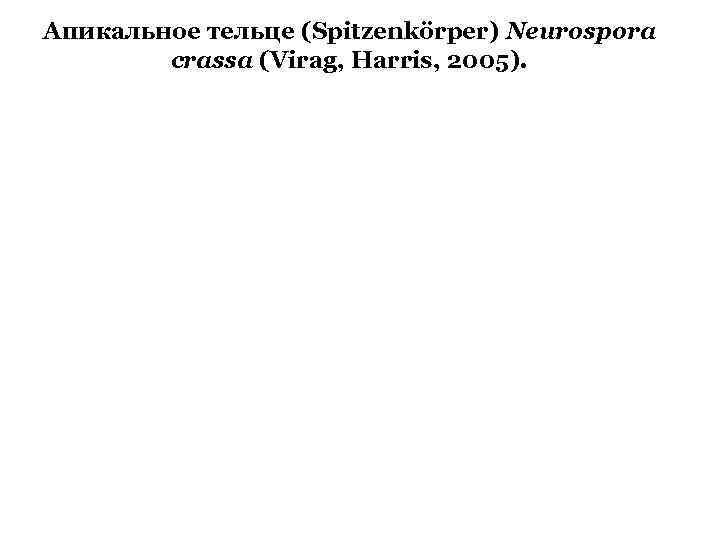 Апикальное тельце (Spitzenkörper) Neurospora crassa (Virag, Harris, 2005). 