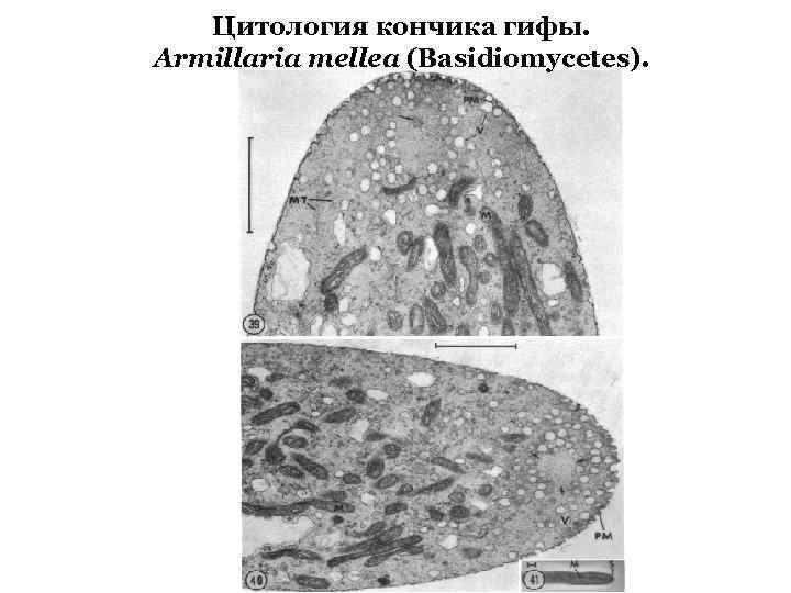 Цитология кончика гифы. Armillaria mellea (Basidiomycetes). 