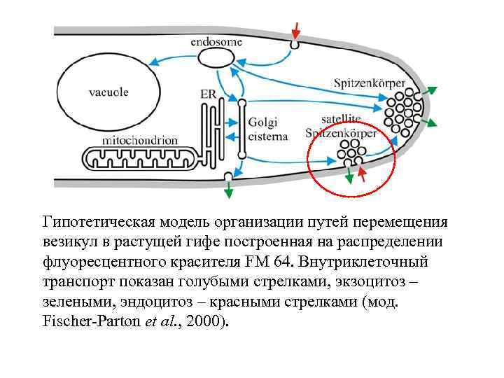 Гипотетическая модель организации путей перемещения везикул в растущей гифе построенная на распределении флуоресцентного красителя