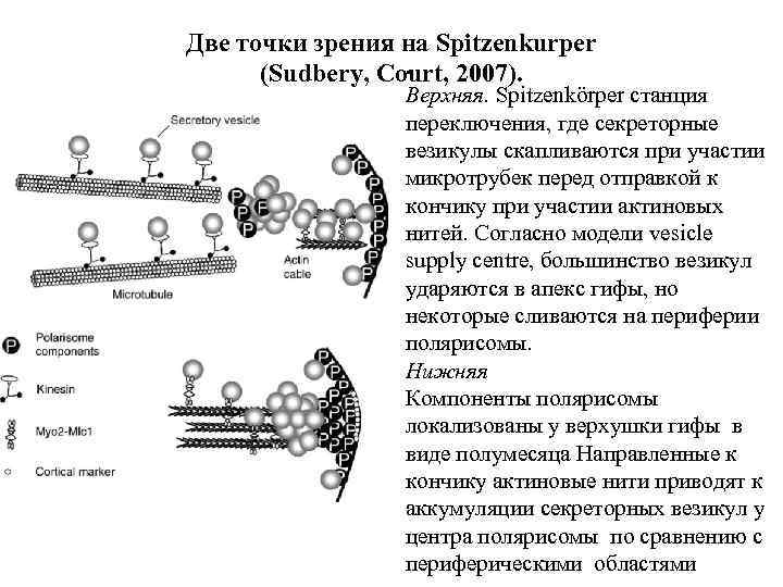 Две точки зрения на Spitzenkurper. (Sudbery, Court, 2007). Верхняя. Spitzenkörper станция переключения, где секреторные