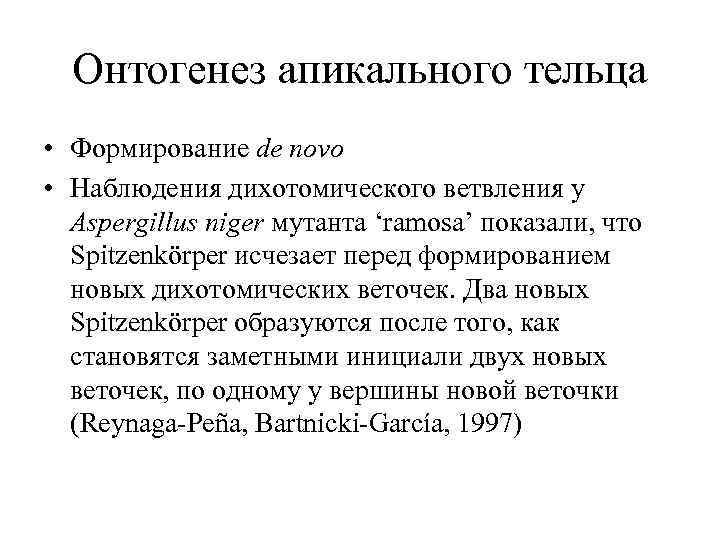 Онтогенез апикального тельца • Формирование de novo • Наблюдения дихотомического ветвления у Aspergillus niger