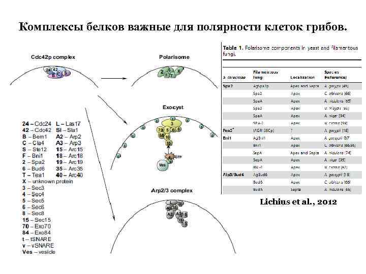 Комплексы белков важные для полярности клеток грибов. Lichius et al. , 2012 