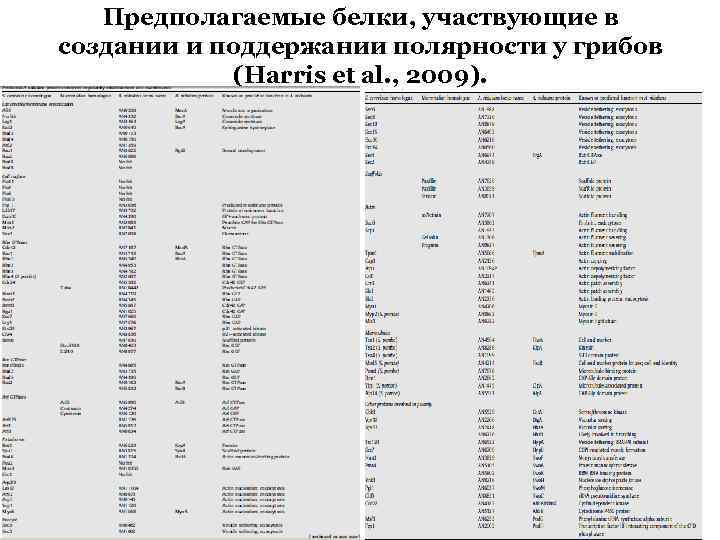 Предполагаемые белки, участвующие в создании и поддержании полярности у грибов (Harris et al. ,