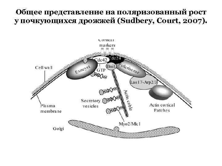 Общее представление на поляризованный рост у почкующихся дрожжей (Sudbery, Court, 2007). 