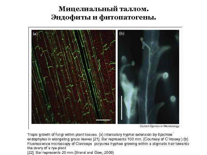 Мицелиальный таллом. Эндофиты и фитопатогены. Tropic growth of fungi within plant tissues. (a) Intercalary