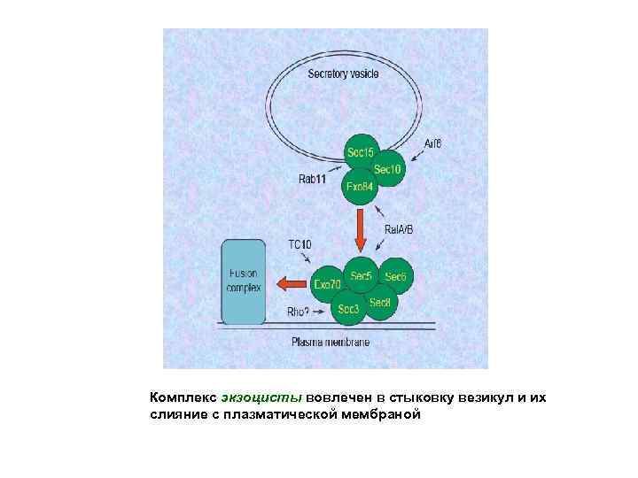 Комплекс экзоцисты вовлечен в стыковку везикул и их слияние с плазматической мембраной 