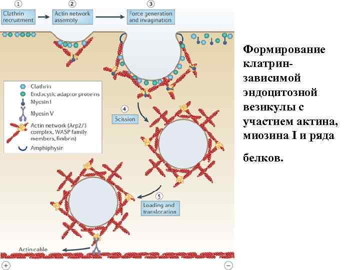 Формирование клатринзависимой эндоцитозной везикулы с участием актина, миозина I и ряда белков. 