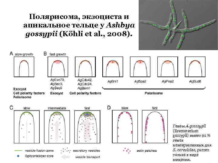 Полярисома, экзоциста и апикальное тельце у Ashbya gossypii (Köhli et al. , 2008). Геном