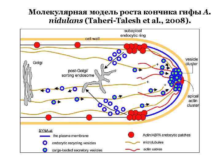 Молекулярная модель роста кончика гифы A. nidulans (Taheri-Talesh et al. , 2008). 