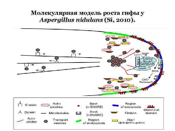 Молекулярная модель роста гифы у Aspergillus nidulans (Si, 2010). 