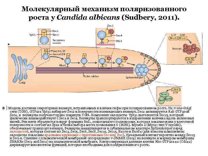 Молекулярный механизм поляризованного роста у Candida albicans (Sudbery, 2011). a | Модель доставки секреторных