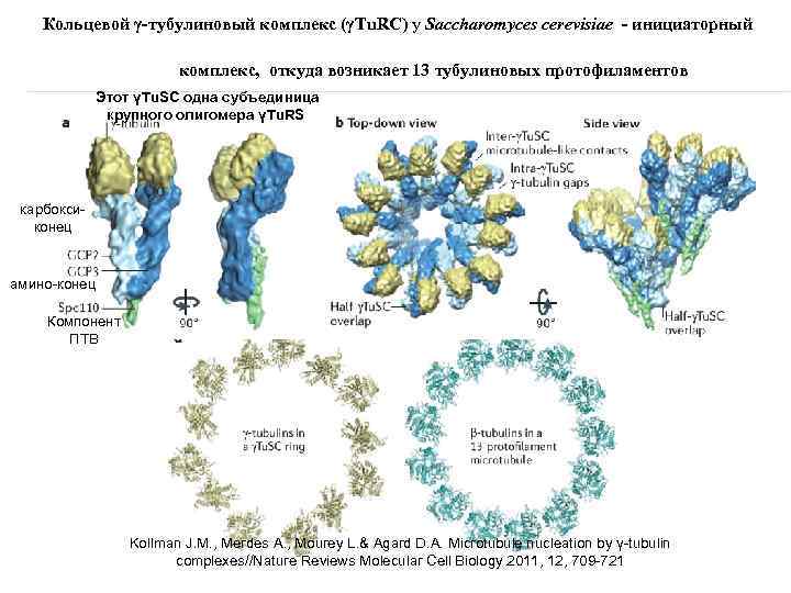 Кольцевой γ‑тубулиновый комплекс (γTu. RC) у Saccharomyces cerevisiae - инициаторный комплекс, откуда возникает 13