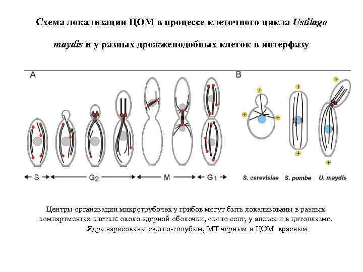 Схема локализации ЦОМ в процессе клеточного цикла Ustilago maydis и у разных дрожжеподобных клеток