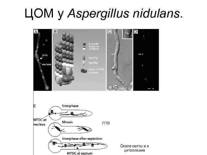 ЦОМ у Aspergillus nidulans. ПТВ Около септы и в цитоплазме 