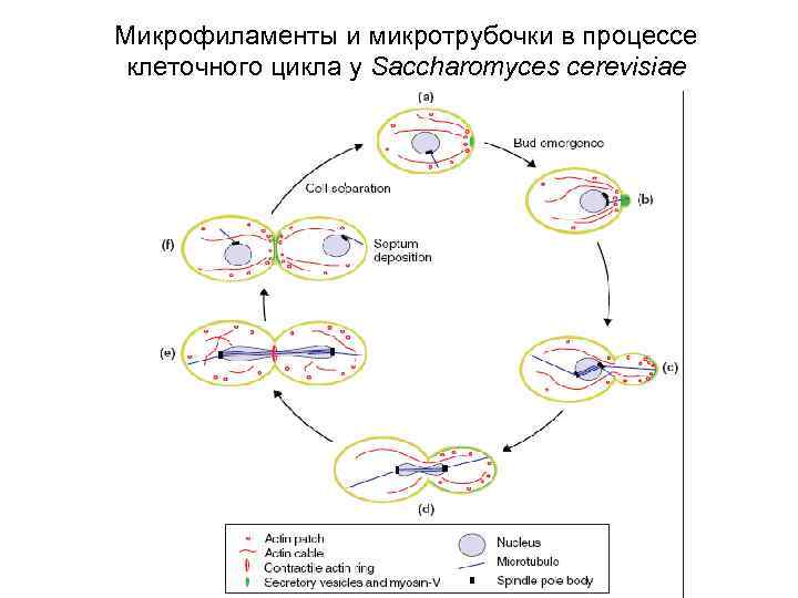 Микрофиламенты и микротрубочки в процессе клеточного цикла у Saccharomyces cerevisiae 