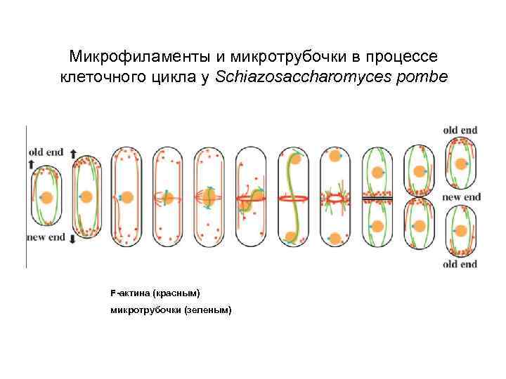 Микрофиламенты и микротрубочки в процессе клеточного цикла у Schiazosaccharomyces pombe F-актина (красным) микротрубочки (зеленым)