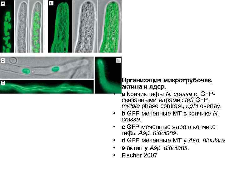  • Организация микротрубочек, актина и ядер. • a Кончик гифы N. crassa с