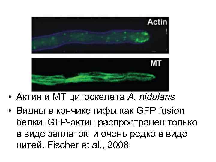  • Актин и MT цитоскелета A. nidulans • Видны в кончике гифы как