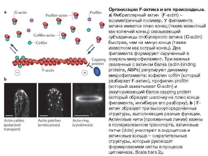 Организация F-актина и его производные. a| Фибриллярный актин (F-actin) – ассиметричный полимер. У филамента