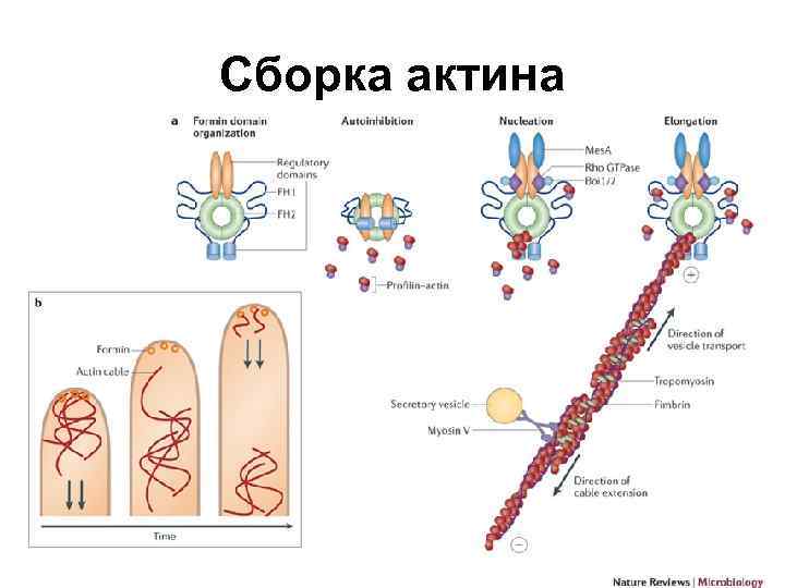 Сборка актина 