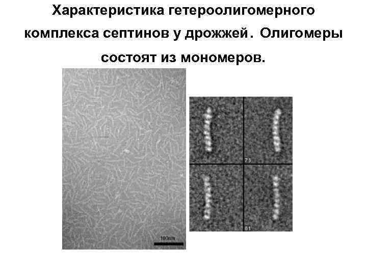 Характеристика гетероолигомерного комплекса септинов у дрожжей. Олигомеры состоят из мономеров. 