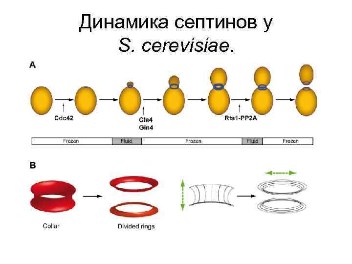 Динамика септинов у S. cerevisiae. 