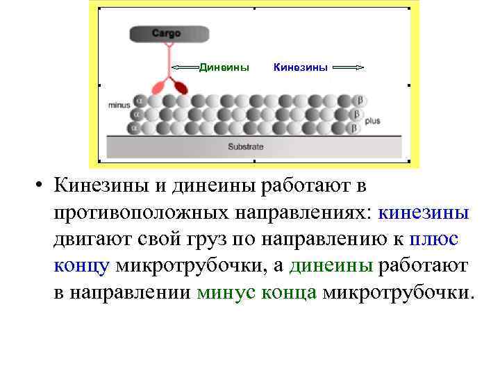 Динеины Кинезины • Кинезины и динеины работают в противоположных направлениях: кинезины двигают свой груз