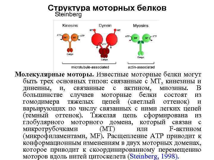 Двигательные белки. Моторный белок. Белки молекулярные моторы. Строение моторных белков. Динеин белок функции.