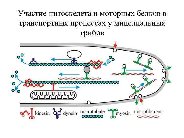 Участие цитоскелета и моторных белков в транспортных процессах у мицелиальных грибов 