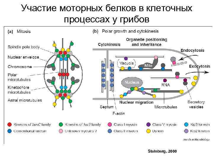 Участие моторных белков в клеточных процессах у грибов Steinberg, 2000 