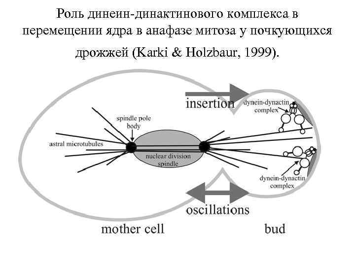Роль динеин-динактинового комплекса в перемещении ядра в анафазе митоза у почкующихся дрожжей (Karki &