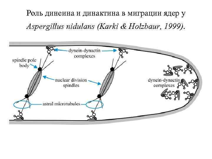 Роль динеина и динактина в миграции ядер у Aspergillus nidulans (Karki & Holzbaur, 1999).