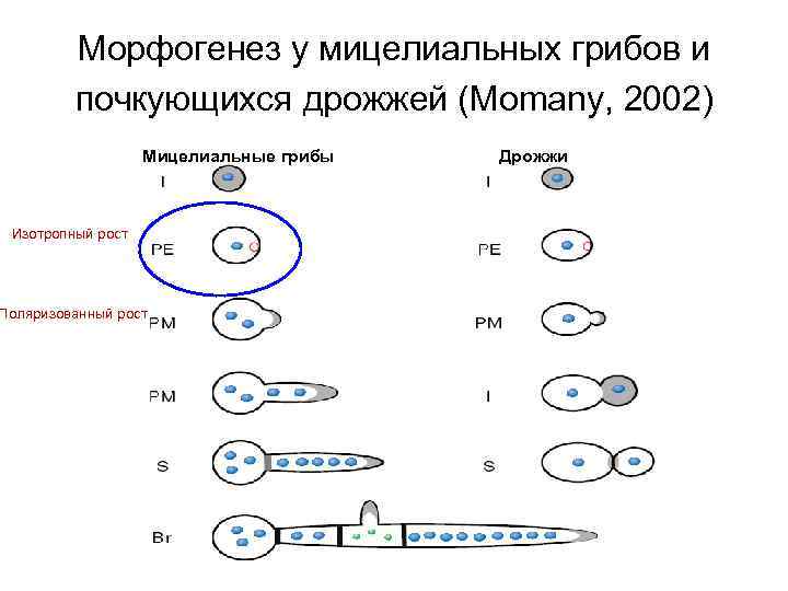 Морфогенез у мицелиальных грибов и почкующихся дрожжей (Momany, 2002) Мицелиальные грибы Изотропный рост Поляризованный