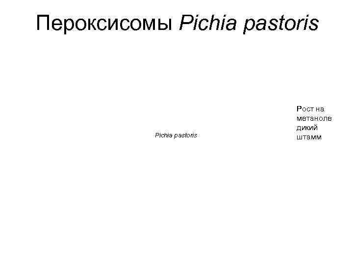 Пероксисомы Pichia pastoris Рост на метаноле дикий штамм 