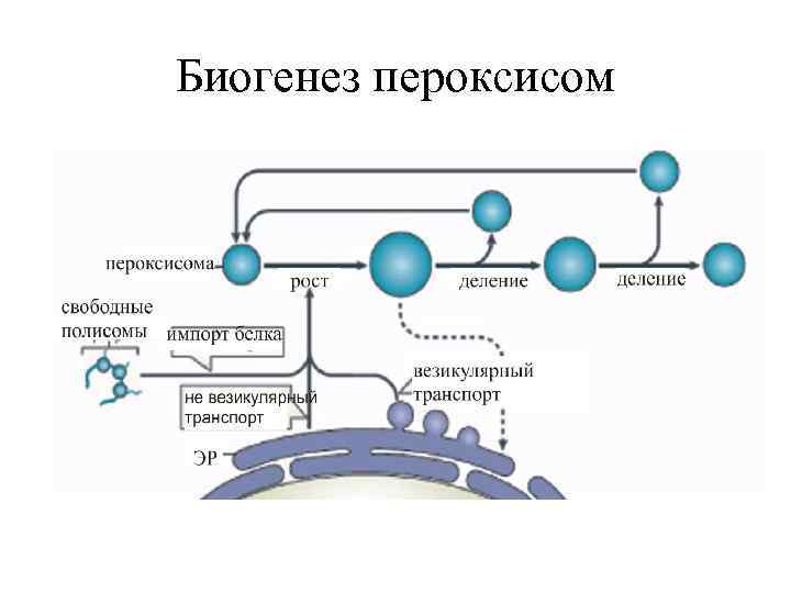 Биогенез пероксисом 