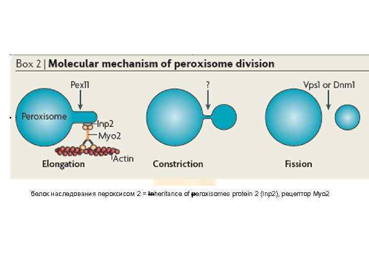 белок наследования пероксисом 2 = Inheritance of peroxisomes protein 2 (Inp 2), рецептор Myo