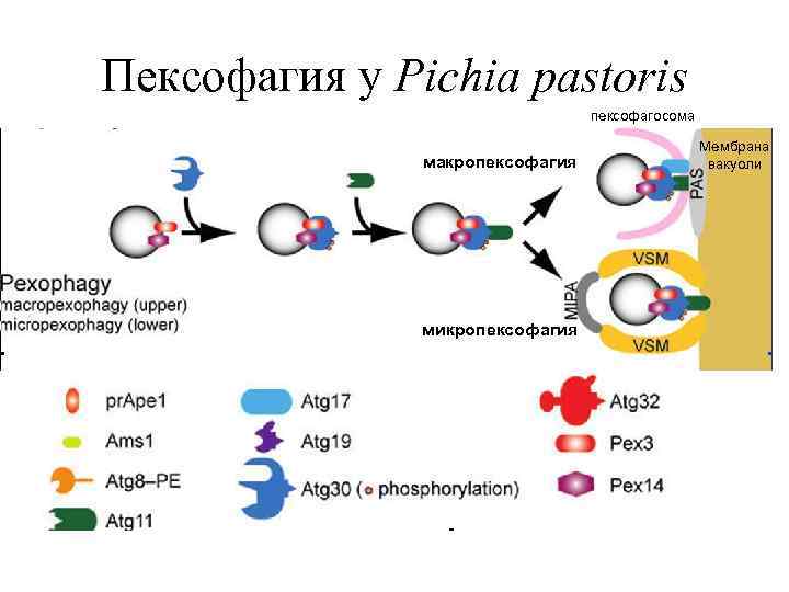 Пексофагия у Pichia pastoris пексофагосома макропексофагия микропексофагия Мембрана вакуоли 