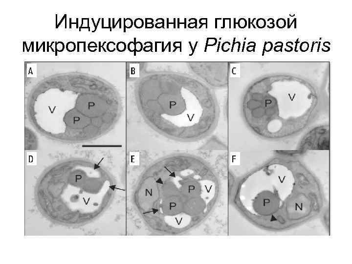 Индуцированная глюкозой микропексофагия у Pichia pastoris 