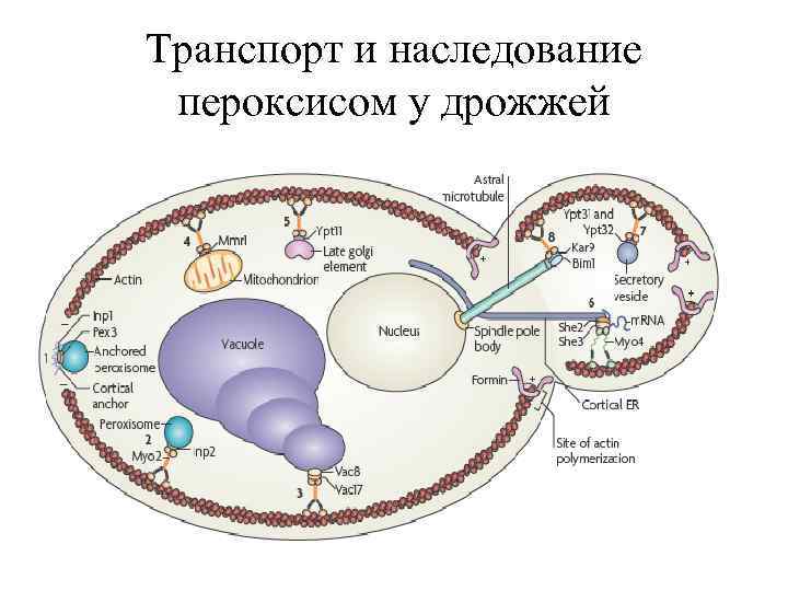 Транспорт и наследование пероксисом у дрожжей 